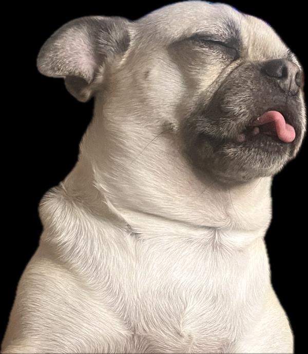 /images/uploads/pug nation rescue of los angeles/pugnation2024/entries/30864thumb.jpg